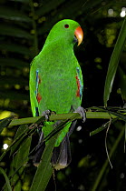 Male Eclectus Parrot {Eclectus roratus} perching on branch, The Australia Zoo, Beerwah, Queensland, Australia.