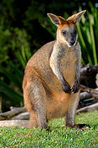 Swamp Wallaby   (Wallabia bicolor) portrait. Waratah Park Earth Sanctuary, New South Wales, Australia.