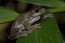 Peron's Tree Frog {Litoria peronii} on palm frond, Beerwah, Queensland, Australia.