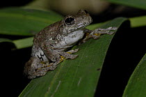 Peron's Tree Frog {Litoria peronii} Perching on palm frond, Beerwah, Queensland, Australia.