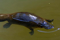 Platypus {Ornithorhynchus anatinus} at surface chewing food stored in cheek pouch from last dive underwater, Eungella National Park, Queensland, Australia.