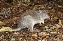 Rufous Bettong / Rufous rat kangaroo{Aepyprymnus rufescens} Waratah Park Earth Sanctuary, Duffy's Forest, New South Wales, Australia