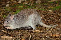 Rufous Bettong / Rufous Rat-kangaroo{Aepyprymnus rufescens} foraging for food, Waratah Park Earth Sanctuary, Duffy's Forest, New South Wales, Australia.