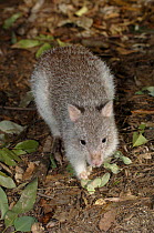 Rufous Bettong / Rufous Rat-kangaroo{Aepyprymnus rufescens} foraging for food, Waratah Park Earth Sanctuary, Duffy's Forest, New South Wales, Australia
