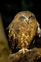 Southern Boobook Owl {Ninox novaeseelandiae} resting on log during day, Gosford, New South Wales, Australia. Captive rehab bird