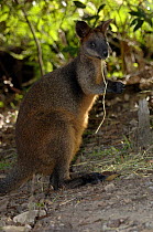 Black / Swamp Wallaby {Wallabia bicolor} portrait Waratah Park Earth Sanctuary, Duffy's Forest, New South Wales, Australia.