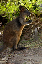 Black / Swamp Wallaby {Wallabia bicolor} feeding Waratah Park Earth Sanctuary, Duffy's Forest, New South Wales, Australia.