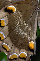 Ulysses Butterfly {Papilio ulysses} close-up underside of wing, Coffs Harbour, New South Wales, Australia.