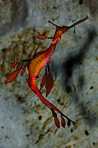Adult Common / Weedy seadragon {Phyllopteryx taeniolatus} drifting in water, Underwater World Aquarium, Sunshine Coast, Queensland, Australia.