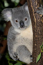 Portrait of 1-year Koala {Phascolarctos cinereus} (Northern Form) in tree, Lone Pine Koala Sanctuary, Brisbane, Queensland, Australia.