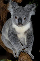 Portrait of 1-year Koala {Phascolarctos cinereus} (Northern Form) climbing tree, Lone Pine Koala Sanctuary, Brisbane, Queensland, Australia.