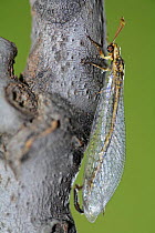 Adult Ant lion {Myrmeleon formicarius} on branch, Spain.