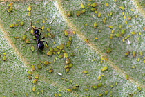 Ant harvesting sap around group of Green peach aphids {Myzus persicae} feeding on leaf of fruit plant.