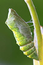 Swallowtail butterfly {Papilio machaon} larva metamorphosing into pupal stage, Spain.