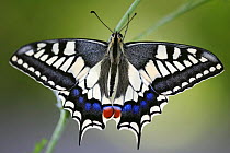 Swallowtail butterfly {Papilio machaon} with wings spread, Spain.