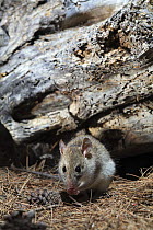 Brown rat {Rattus norvegicus} with pine cone and needles, Spain.