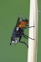 Parasitic fly {Salmacia divisa}