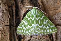 Geometrid moth (Thetidia plusiaria) Spain