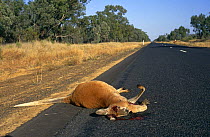 Male Red kangaroo {Macropus rufus} road kill, Western Queensland, Australia.