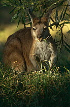 Euro / Common Wallaroo {Macropus robustus woodwardi} male eating grass, Millstream-Chichester National Park, Western Australia.