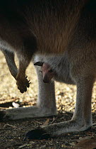 Western grey kangaroo {Macropus fuliginosus} close-up of joey in pouch, Kangaroo Island, southern Australia.