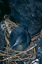 Lava Heron {Butorides sundevalli} on nest, James Bay, Santiago Island, Galapagos.