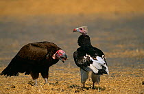 Lappet-faced Vulture {Torgos tracheliotus} and Whiteheaded Vulture {Trigonoceps occipatalis} Okavango Delta, Botswana.