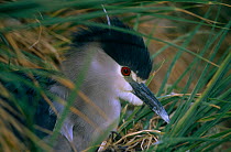 Black crowned night heron {Nycticorax nycticorax cyanocephalus} Gypsy Cove, East Falkland Islands.