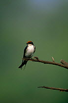 Wire tailed swallow {Hirundo smithi} perching on branch, Keoladeo National Park, Bharatpur, Rajasthan, India.