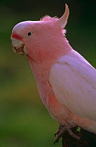 Major Mitchell's Cockatoo / Pink cockatoo {Cacatua leadbeateri} Australia.