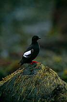 Pigeon Guillemot {Cepphus columba} Toporkov Bay, Bering Island, Commander Island, Russia.