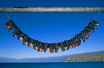 Least Auklet {Aethia pusilla} thoraxes drying in sun, Little diomede Aleut community, Bering Sea, Alaska. Note- The thorax is dried for consumption.