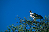 Immature Martial eagle {Polemaetus bellicosus} perching on tree, Chobe National Park, Botswana.