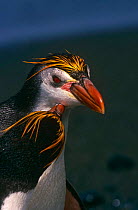 Royal Penguins {Eudyptes schlegeli} Macquarie Island, Tasmania, Australia.