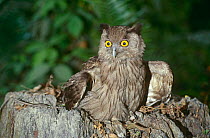 Dusky Horned / Eagle Owl {Bubo coromandus} Kaziranga National Park, Assam, India.