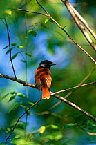 Rufous vanga {Schetba rufa} rear view of  male perching on branch, Western Dry Forest, Madagascar.