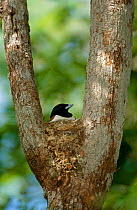 Rufous vanga {Schetba rufa} male on nest, Western Dry Forest, Madagascar
