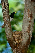Rufous vanga {Schetba rufa} male at nest, Western Dry Forest, Madagascar.