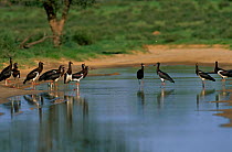 Abdims Storks {Ciconia abdimii} standing in water, Kgalagadi Transfrontier Park, South Africa.