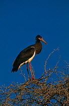 Abdims Stork {Ciconia abdimii} at top of tree, Kgalagadi Transfrontier Park, South Africa.