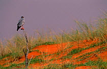 Pale Chanting Goshawk {Melierax canorus} perching on dead bush, Kgalagadi, Transfrontier Park, South Africa.