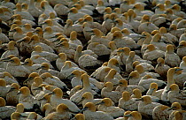 Colony of Cape Gannets {Morus capensis} Lamberts Bay, South Africa