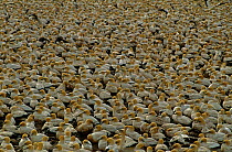 Colony of Cape Gannets {Morus capensis} Lamberts Bay, South Africa.