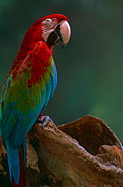 Green winged macaw {Ara chloroptera}