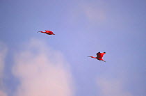 Two Scarlet Ibis {Eudocimus ruber} in flight, Coroni swamp, Trinidad.