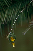 Yellow Weaver {Ploceus subaureus} constructing nest, Aecibird Sanctuary, South Africa.