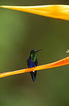 Crowned Woodnymph Hummingbird {Thalurania colombica} Macipucuna Cloud Forest, western Andes, Ecuador.