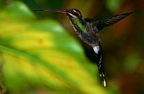 White Whiskered Hermit hummingbird {Phaethornis yaruqui} hovering in flight, Macipucuna cloud forest, Western Andes, Ecuador.