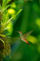 Rufous tailed hummingbird {Amazilia tzacatl} Macipucuna Cloud forest Reserve, Western Andes, Ecuador.