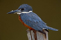 Ringed Kingfisher {Ceryle torquata} perching on post, Pantanal, Brazil.